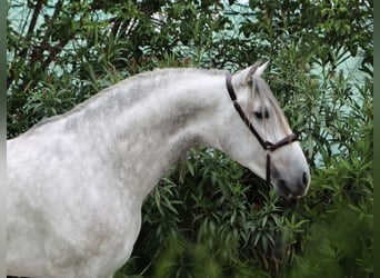 PRE, Stallone, 5 Anni, 164 cm, Grigio pezzato