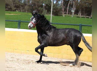 PRE Mix, Stallone, 5 Anni, 164 cm, Grigio pezzato