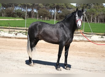PRE Mix, Stallone, 5 Anni, 164 cm, Grigio pezzato