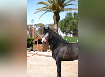 PRE Mix, Stallone, 5 Anni, 164 cm, Grigio pezzato