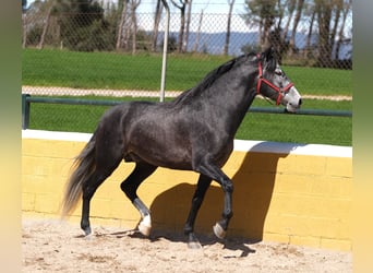 PRE Mix, Stallone, 5 Anni, 164 cm, Grigio pezzato