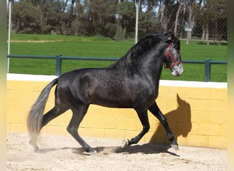 PRE Mix, Stallone, 5 Anni, 164 cm, Grigio pezzato