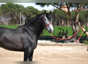 PRE Mix, Stallone, 5 Anni, 164 cm, Grigio pezzato