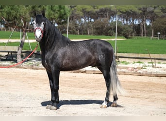 PRE Mix, Stallone, 5 Anni, 164 cm, Grigio pezzato