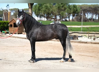 PRE Mix, Stallone, 5 Anni, 164 cm, Grigio pezzato