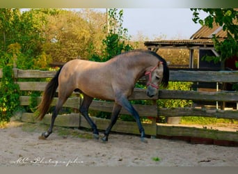 PRE, Stallone, 5 Anni, 164 cm, Grigio rossastro