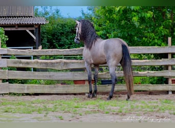 PRE, Stallone, 5 Anni, 164 cm, Grigio rossastro