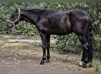 PRE Mix, Stallone, 5 Anni, 164 cm, Morello