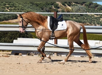 PRE, Stallone, 5 Anni, 164 cm, Pearl