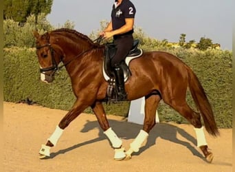 PRE Mix, Stallone, 5 Anni, 164 cm, Sauro