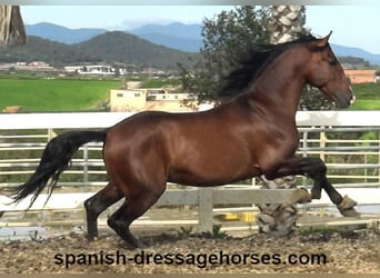 PRE Mix, Stallone, 5 Anni, 165 cm, Baio