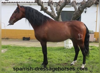 PRE Mix, Stallone, 5 Anni, 165 cm, Baio