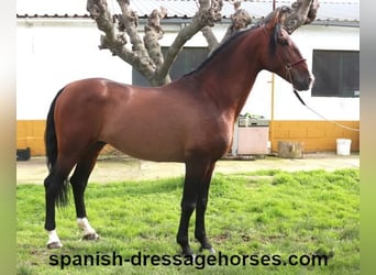 PRE Mix, Stallone, 5 Anni, 165 cm, Baio