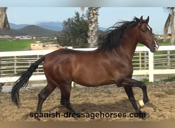 PRE Mix, Stallone, 5 Anni, 165 cm, Baio