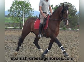 PRE Mix, Stallone, 5 Anni, 165 cm, Baio