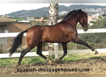 PRE Mix, Stallone, 5 Anni, 165 cm, Baio