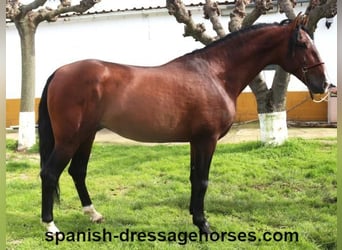 PRE Mix, Stallone, 5 Anni, 165 cm, Baio