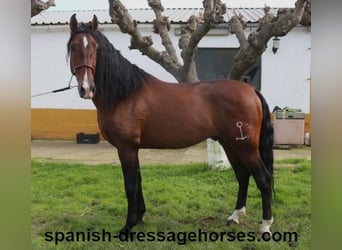 PRE Mix, Stallone, 5 Anni, 165 cm, Baio