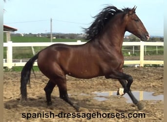 PRE Mix, Stallone, 5 Anni, 165 cm, Baio