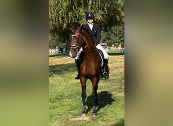 PRE Mix, Stallone, 5 Anni, 165 cm, Baio scuro