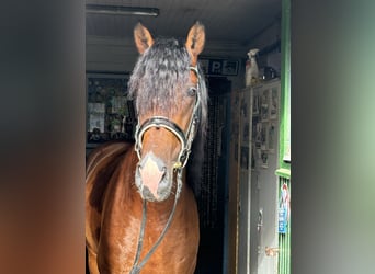 PRE Mix, Stallone, 5 Anni, 165 cm, Baio scuro