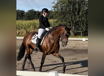 PRE Mix, Stallone, 5 Anni, 165 cm, Baio scuro