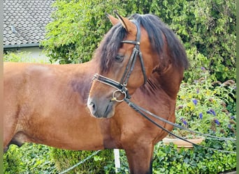 PRE Mix, Stallone, 5 Anni, 165 cm, Baio scuro