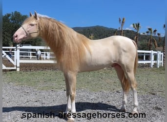 PRE Mix, Stallone, 5 Anni, 165 cm, Cremello