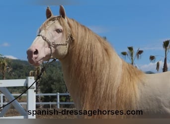 PRE Mix, Stallone, 5 Anni, 165 cm, Cremello