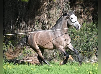 PRE Mix, Stallone, 5 Anni, 165 cm, Grigio