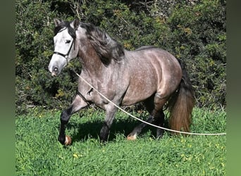 PRE Mix, Stallone, 5 Anni, 165 cm, Grigio