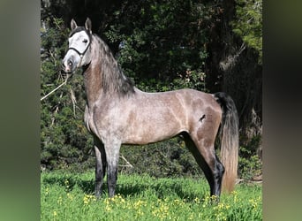 PRE Mix, Stallone, 5 Anni, 165 cm, Grigio