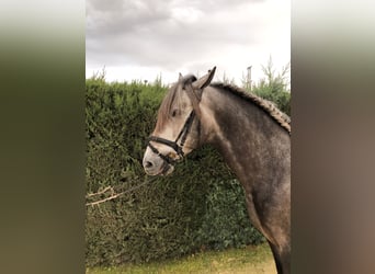 PRE, Stallone, 5 Anni, 165 cm, Grigio