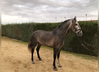 PRE, Stallone, 5 Anni, 165 cm, Grigio