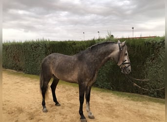 PRE, Stallone, 5 Anni, 165 cm, Grigio