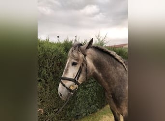 PRE, Stallone, 5 Anni, 165 cm, Grigio