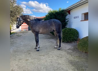 PRE, Stallone, 5 Anni, 165 cm, Grigio