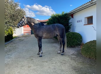 PRE, Stallone, 5 Anni, 165 cm, Grigio