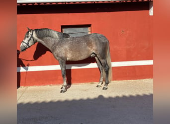 PRE, Stallone, 5 Anni, 165 cm, Grigio