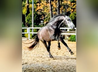 PRE Mix, Stallone, 5 Anni, 165 cm, Grigio pezzato