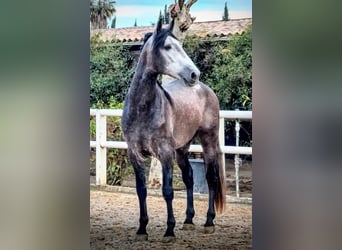 PRE Mix, Stallone, 5 Anni, 165 cm, Grigio pezzato