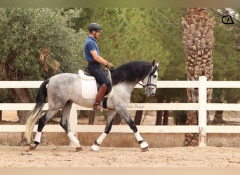 PRE, Stallone, 5 Anni, 165 cm, Grigio pezzato