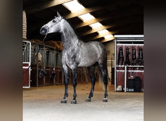 PRE, Stallone, 5 Anni, 165 cm, Grigio pezzato