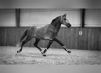 PRE, Stallone, 5 Anni, 165 cm, Grigio pezzato