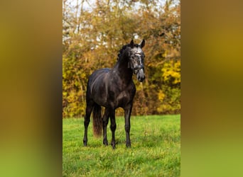 PRE, Stallone, 5 Anni, 165 cm, Leardo