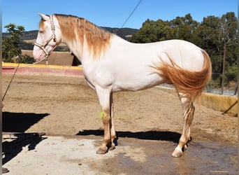 PRE, Stallone, 5 Anni, 165 cm, Pearl