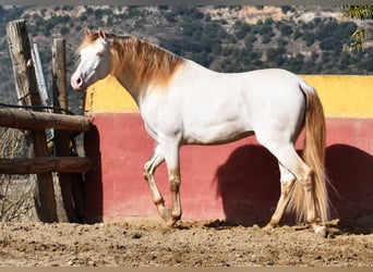 PRE, Stallone, 5 Anni, 165 cm, Pearl