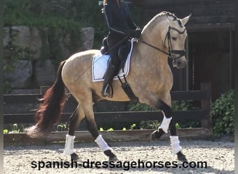 PRE Mix, Stallone, 5 Anni, 165 cm, Pelle di daino