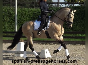 PRE Mix, Stallone, 5 Anni, 165 cm, Pelle di daino