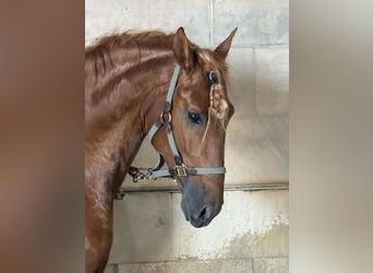 PRE, Stallone, 5 Anni, 165 cm, Sauro